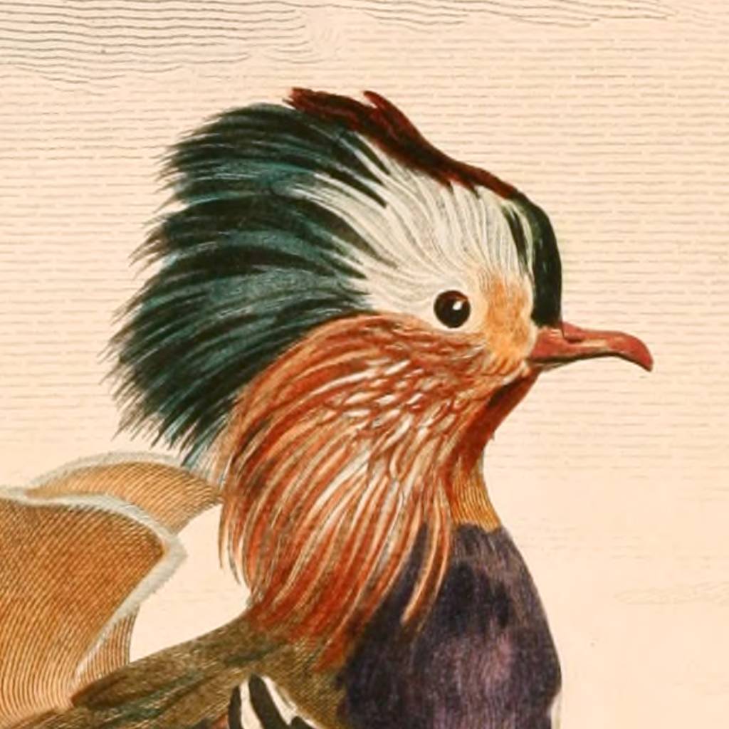 Es ist ein altes Bild von einem Huhn abgebildet.