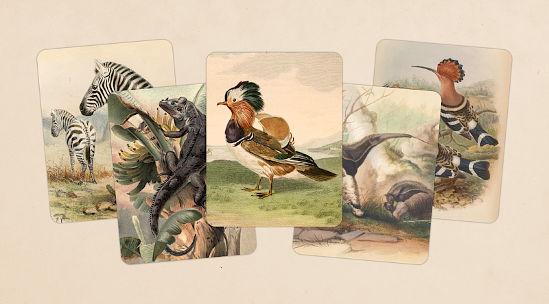 Screenshot von Art of Fauna. Verschiedene Bilder mit Tieren, die übereinander gestapelt sind.